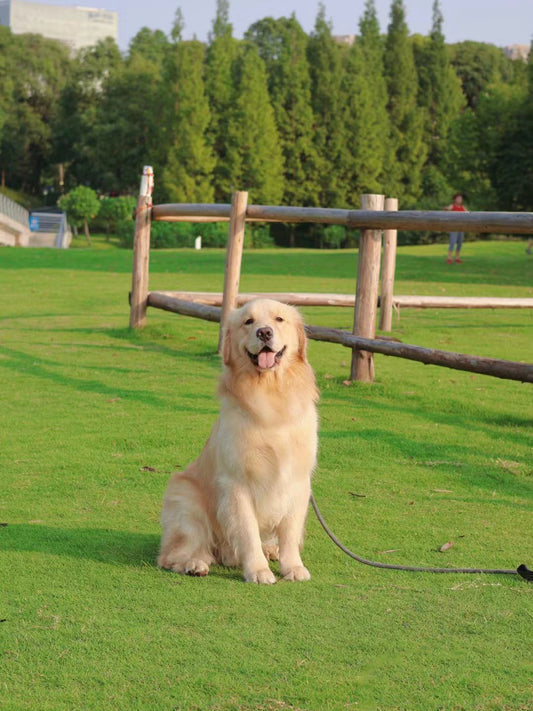 Golden Retriever Haley: The Guardian Angel of an Autistic Boy Named Caleb