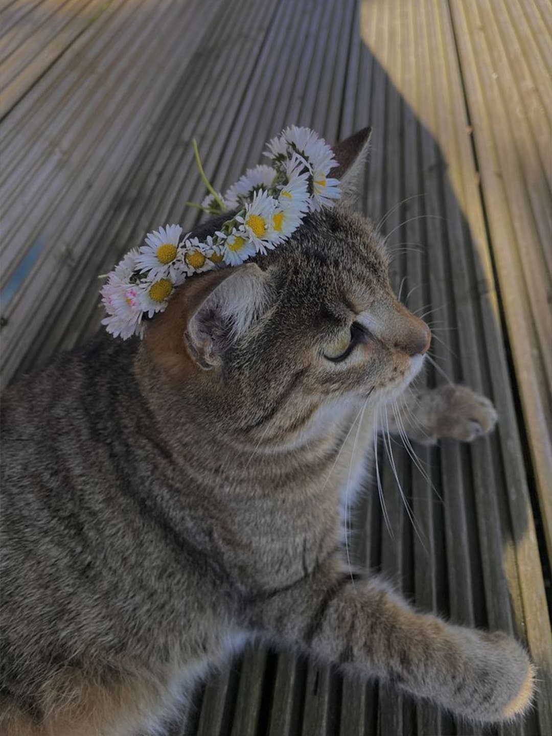 Emmy-s-Story-A-Journey-of-Love-and-Medical-Miracles Luck