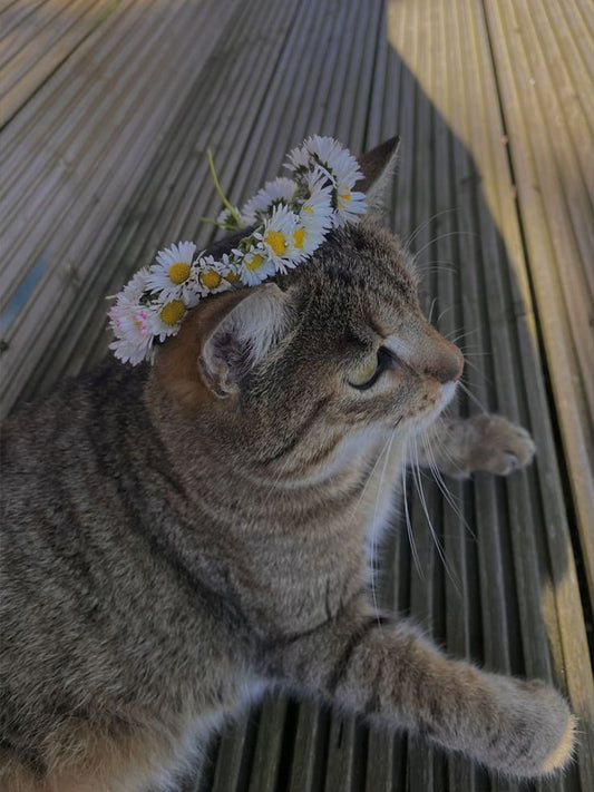 Emmy’s Story: A Journey of Love and Medical Miracles
