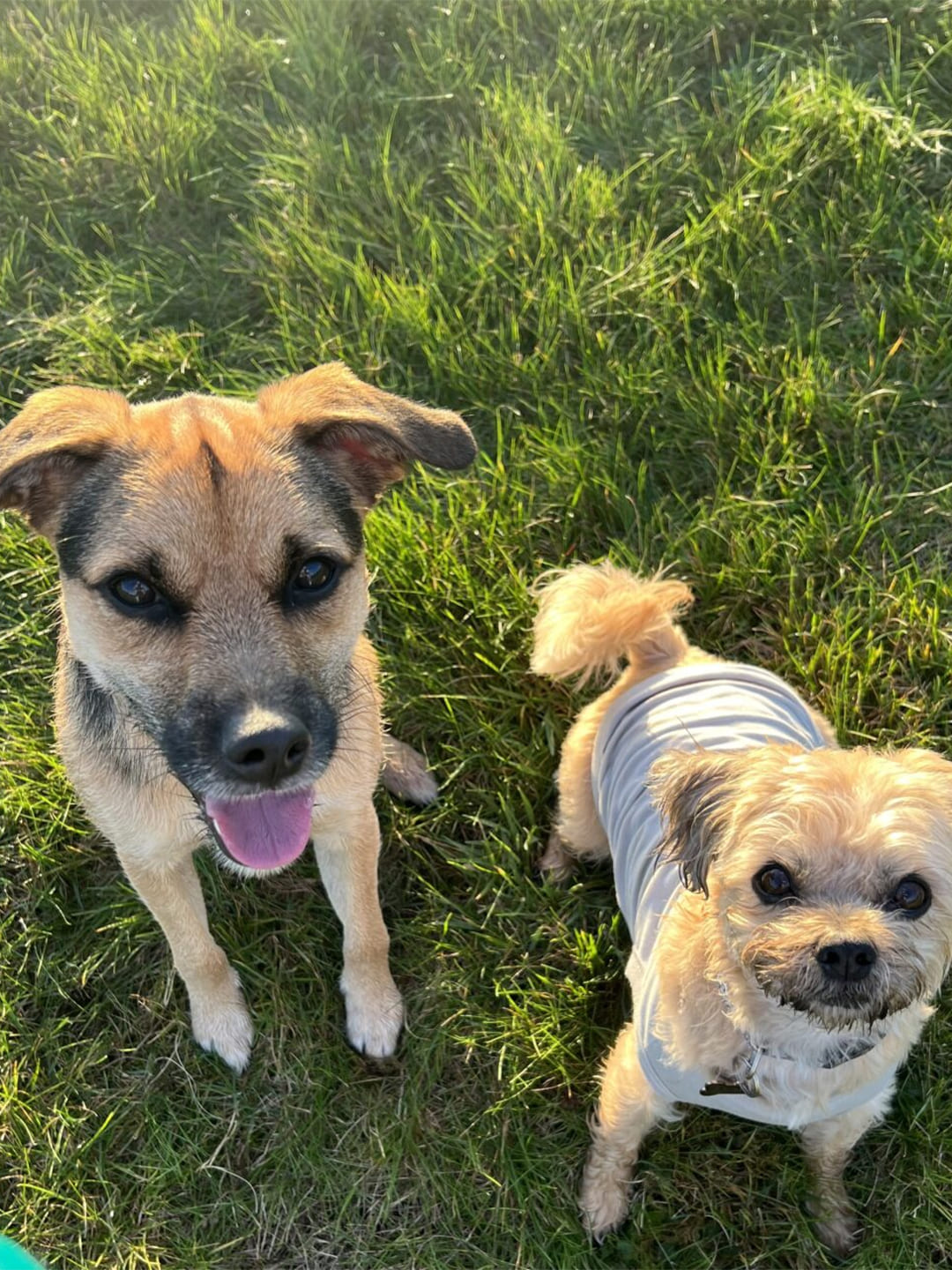 Two puppies are standing, one is naked and the other is dressed