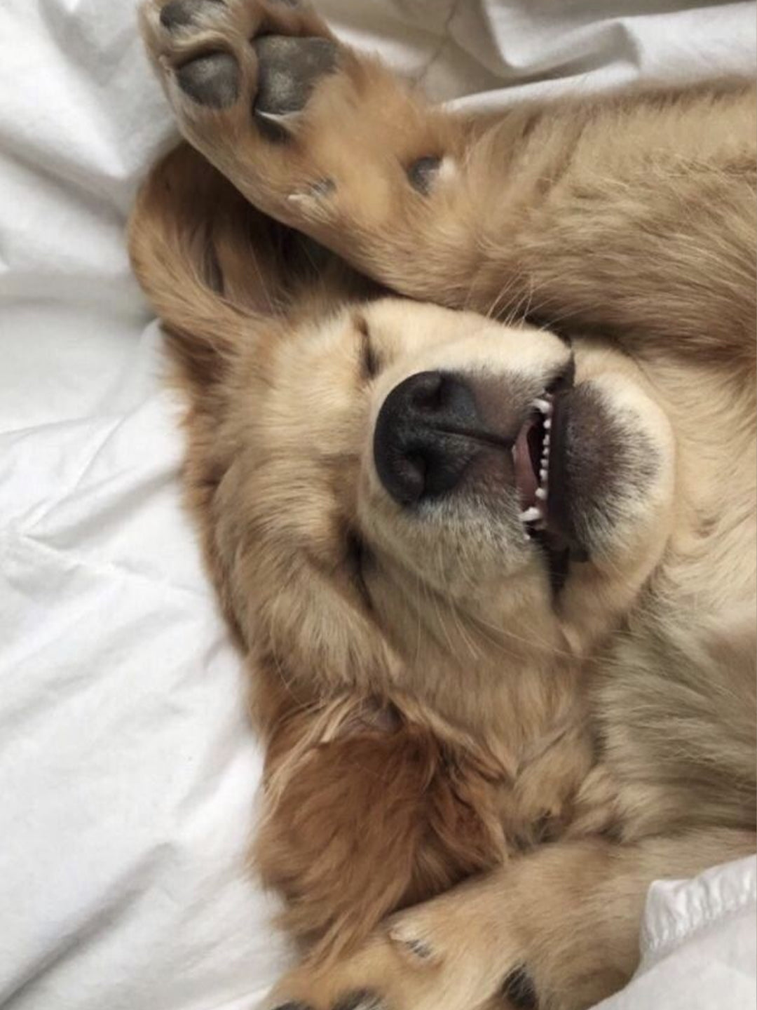 My-Dog-has-Dry-Skin Luck