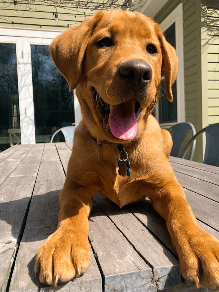 Sara-A-Fierce-Grandma-Dog-with-a-Big-Heart-A-Tribute-in-Portraits Luck