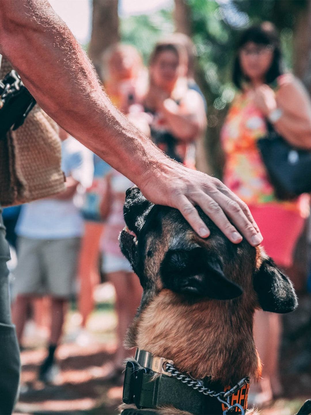 When-To-Retire-Working-Dogs-How-You-Can-Help Luck