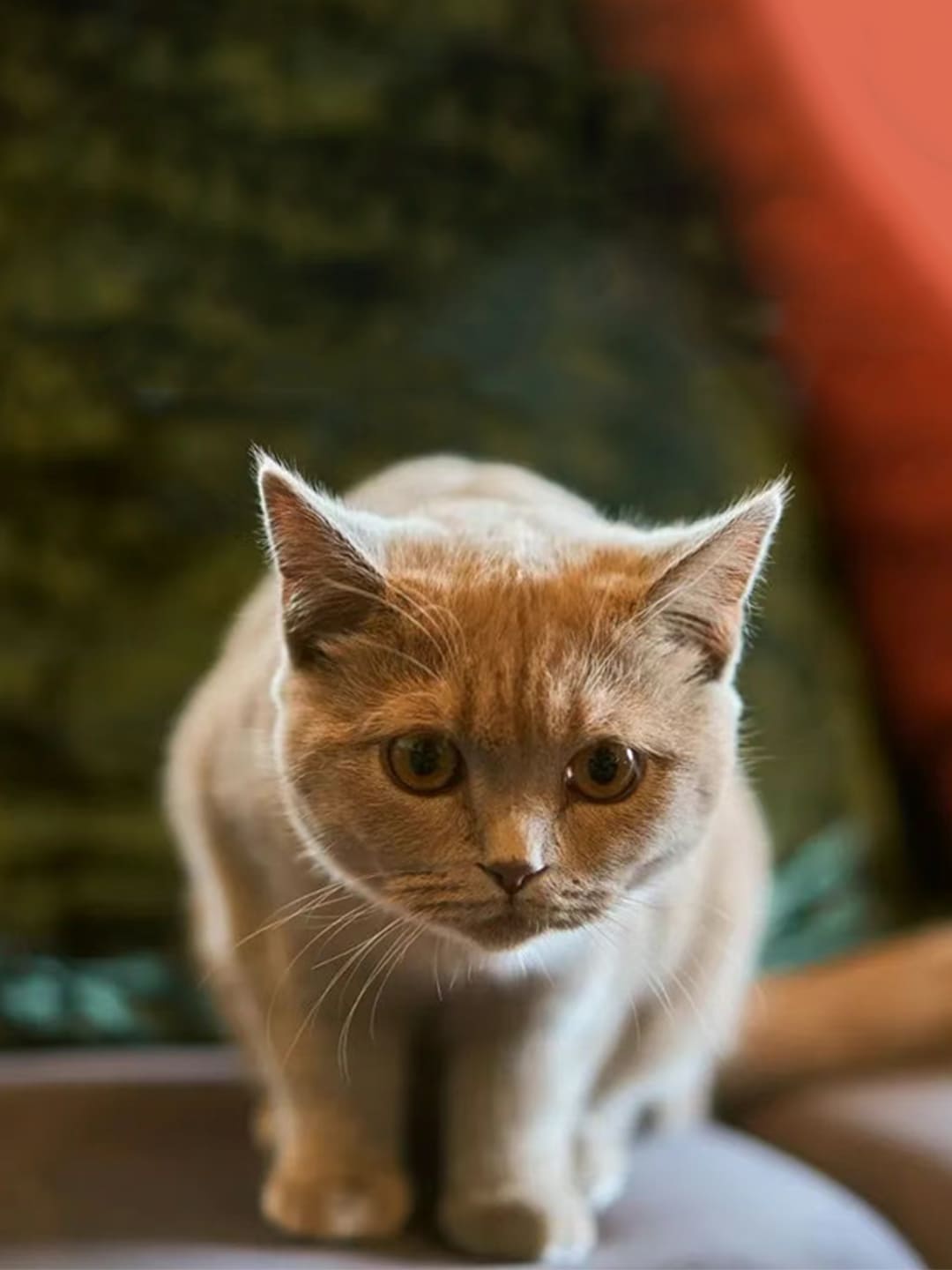 A yellow orange cat is standing and looking somewhere