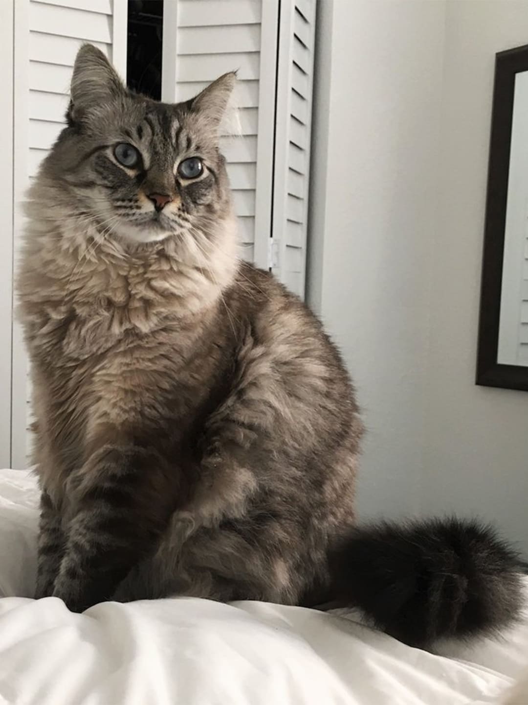 A Siamese cat with blue eyes sits on the bed
