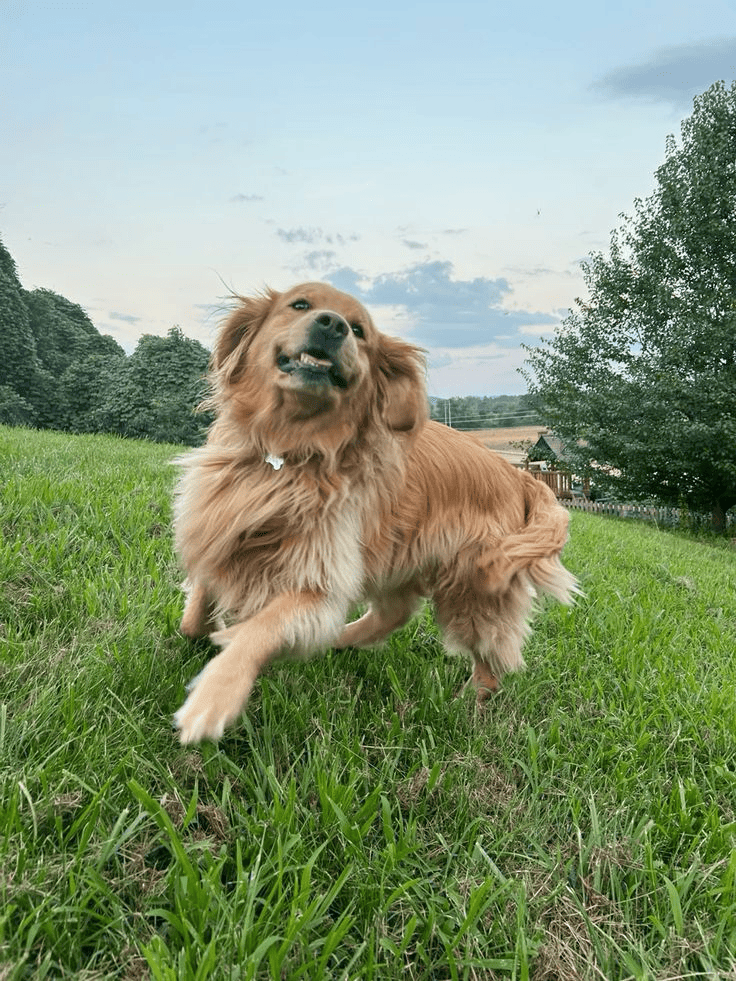A golden Golden Retriever runs on a lush green grassy hillside, its fur blowing in the breeze. The background features distant trees and a cloudy sky, showcasing the joy of outdoor activity.