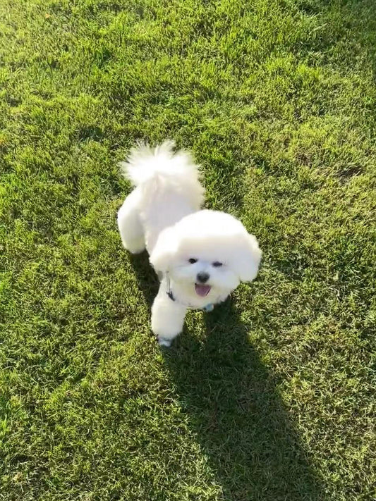 A-Ray-of-Hope-How-Karat-My-Loyal-Dog-Helped-Me-Overcome-Adversity Luck