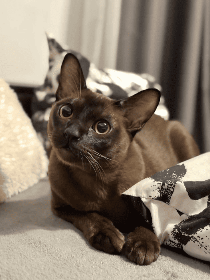 Tommy-the-Burmese-Cat-A-Smart-Feline-s-Life-Journey-in-Bucharest Luck