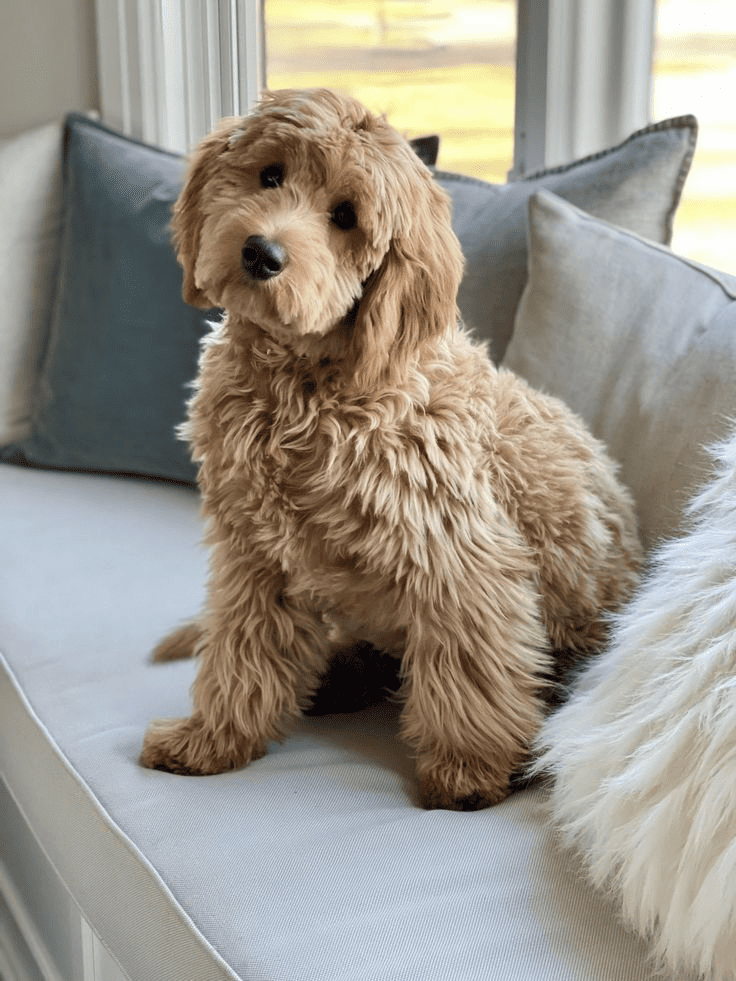 A cute golden Goldendoodle puppy sits on an indoor bench by a window, surrounded by soft cushions. It has curly, fluffy fur and looks curiously forward.