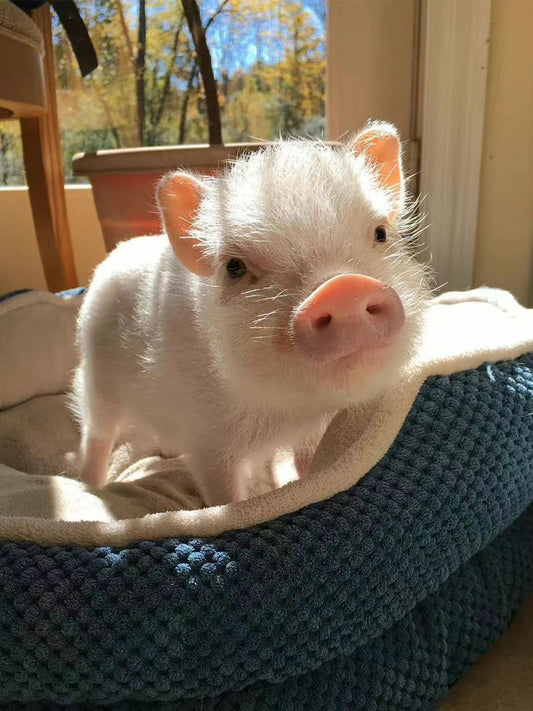 Guardian of Mother: Tyrone the Pig's Love and Companionship