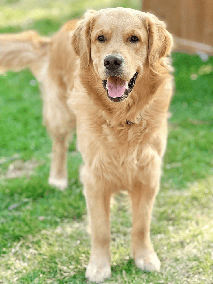 A happy Golden Retriever stands on outdoor grass, mouth open, looking energetically at the camera. Sunlight illuminates its fluffy fur.