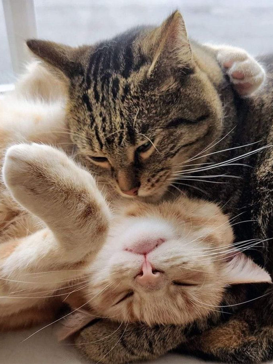 Aaliyah-The-Golden-Kitten-Who-Brought-Light-and-Joy-Back-to-Scarlett-s-Life Luck