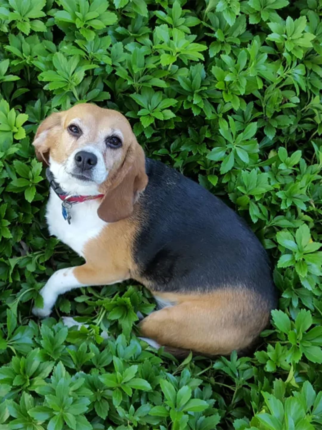 Beagle relaxing in green grass, enjoying the outdoors - ideal for pet health, Beagle breed care, and nature-loving dogs.