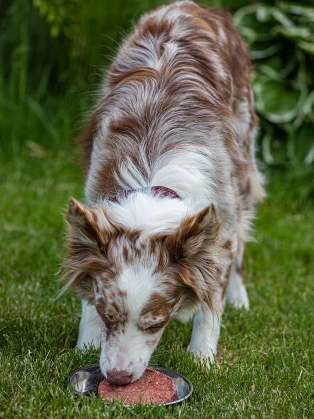 Foods-Dogs-Can-t-Eat-and-How-to-React-According-to-Vets Luck