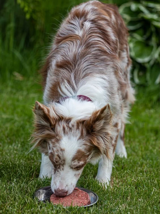 Foods Dogs Can’t Eat and How to React, According to Vets