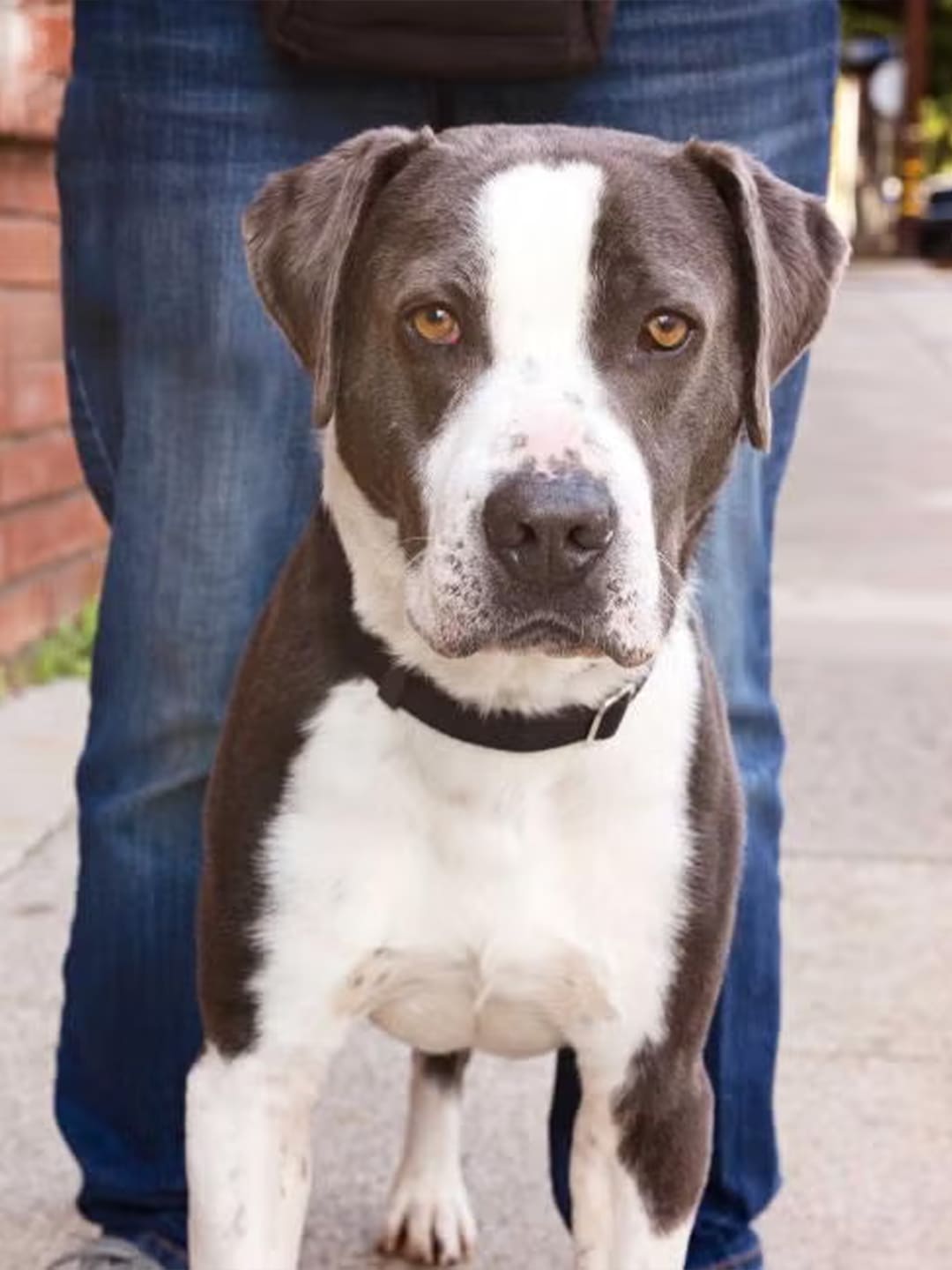 Best-Friends-Withdraws-Support-to-LA-Animal-Services Luck