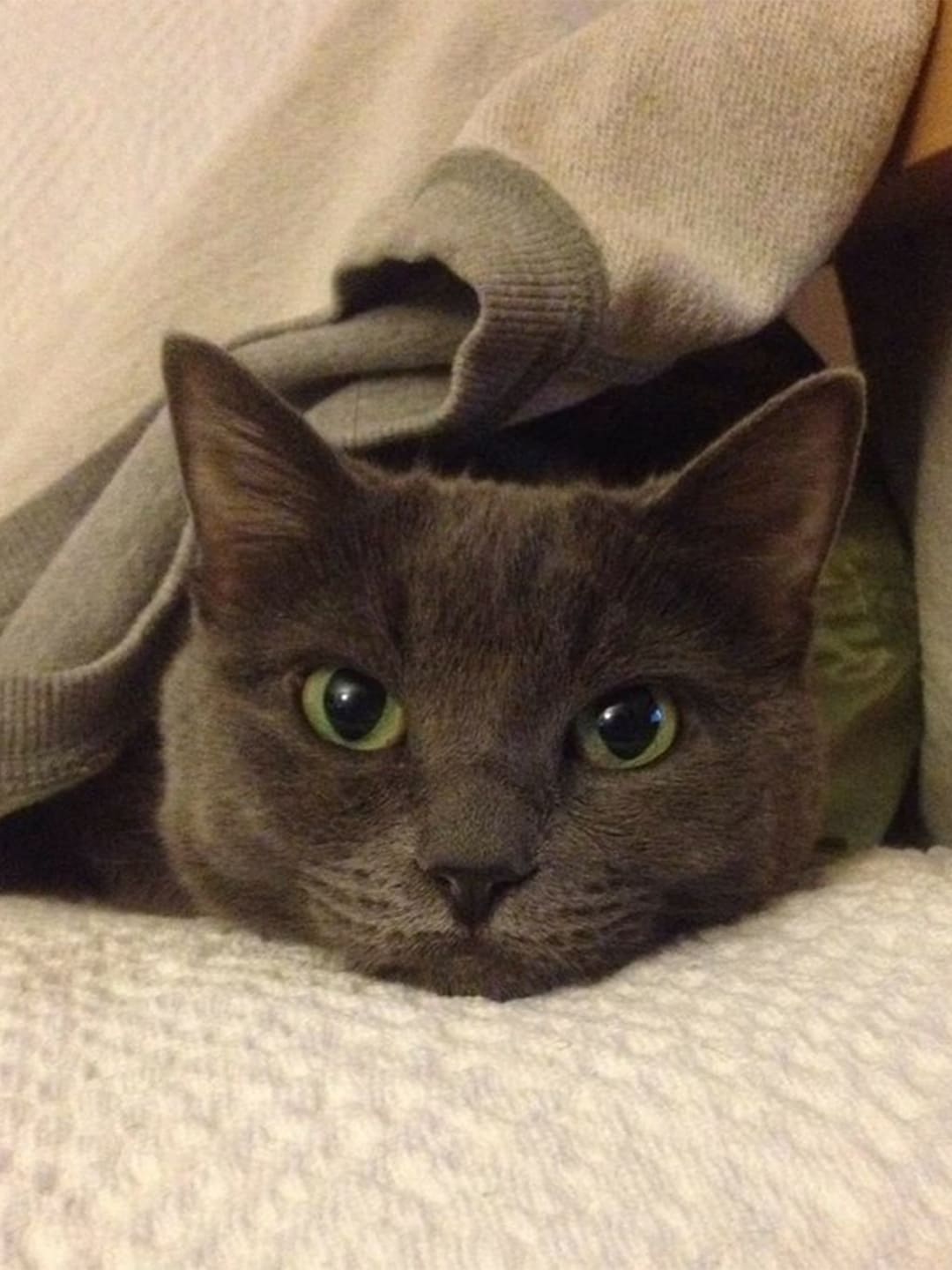 A blue cat covered its body with a quilt, leaving its head exposed