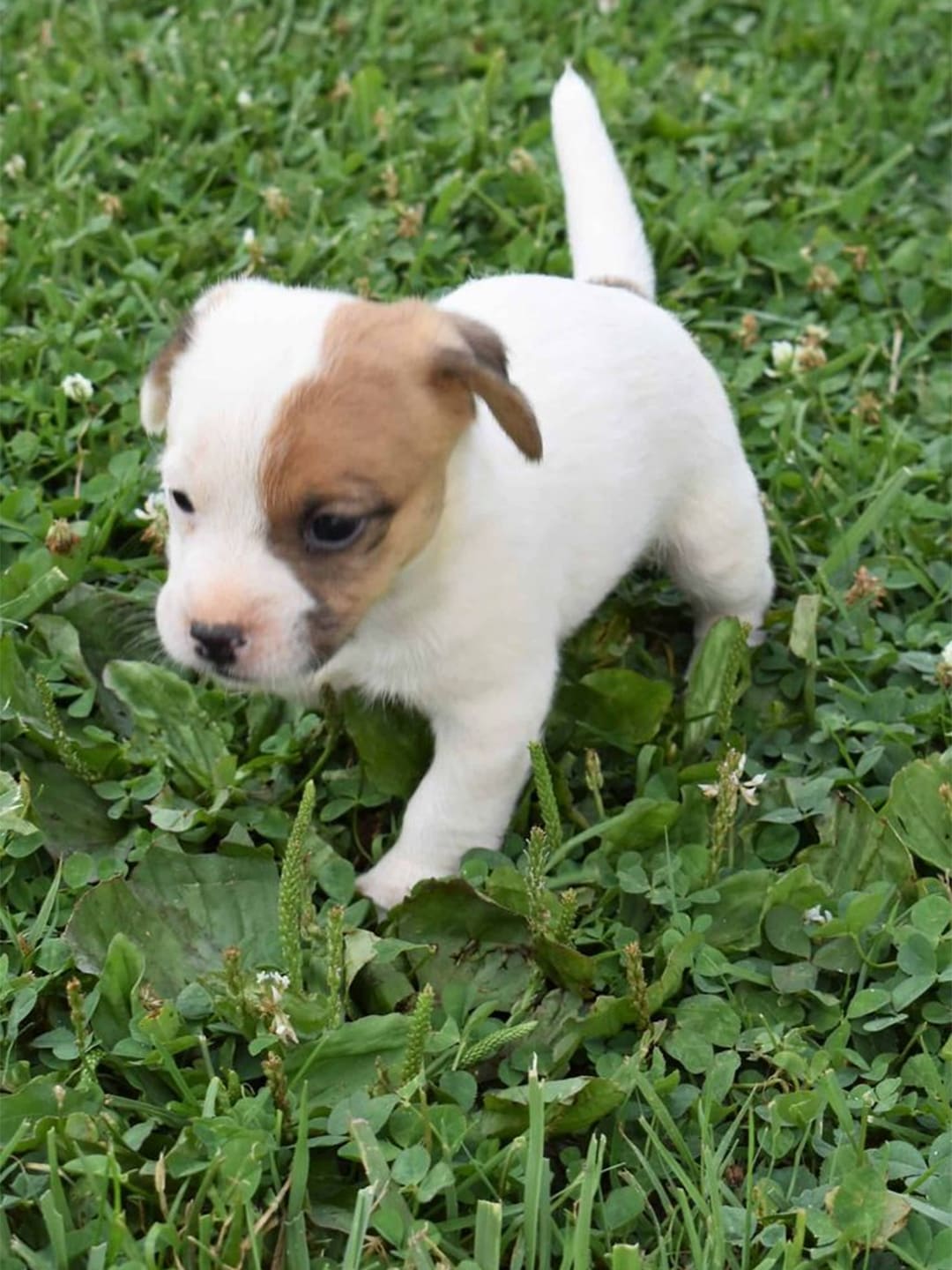 Meet-Paris-Our-Little-Jack-Russell-Bundle-of-Joy Luck