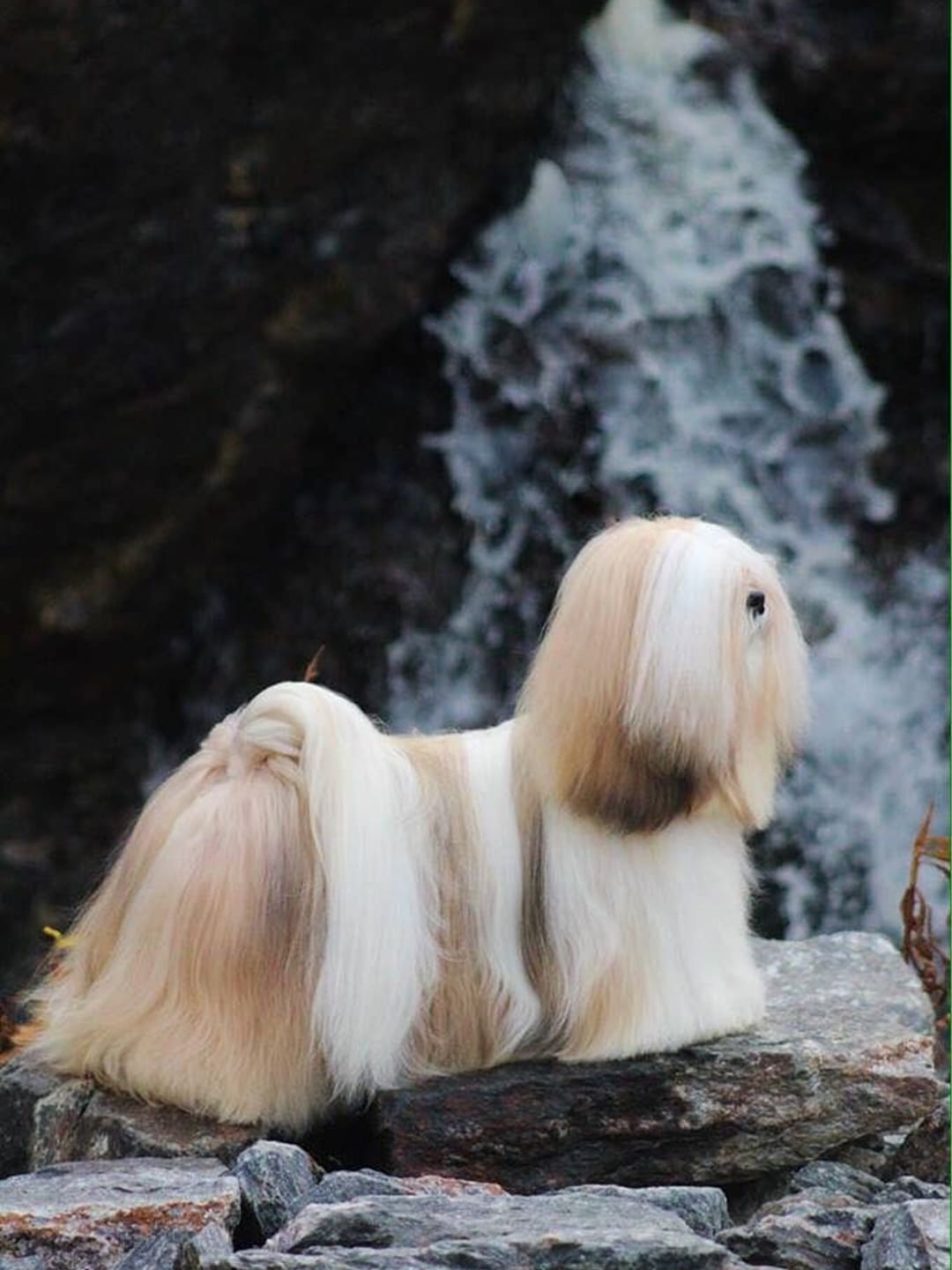 Bobby-s-Journey-A-Lhasa-Apso-s-Healing-Story Luck
