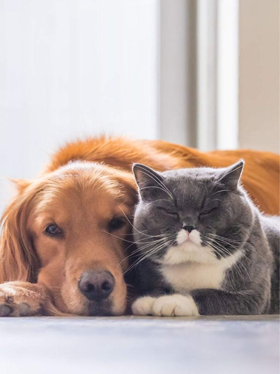 Dog-Behavior-Before-Death-Watching-For-Your-Dog-s-End-of-Life-Warning-Signs Luck