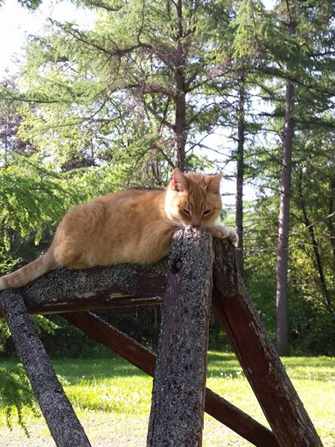 Homer-the-cat-s-odyssey Luck