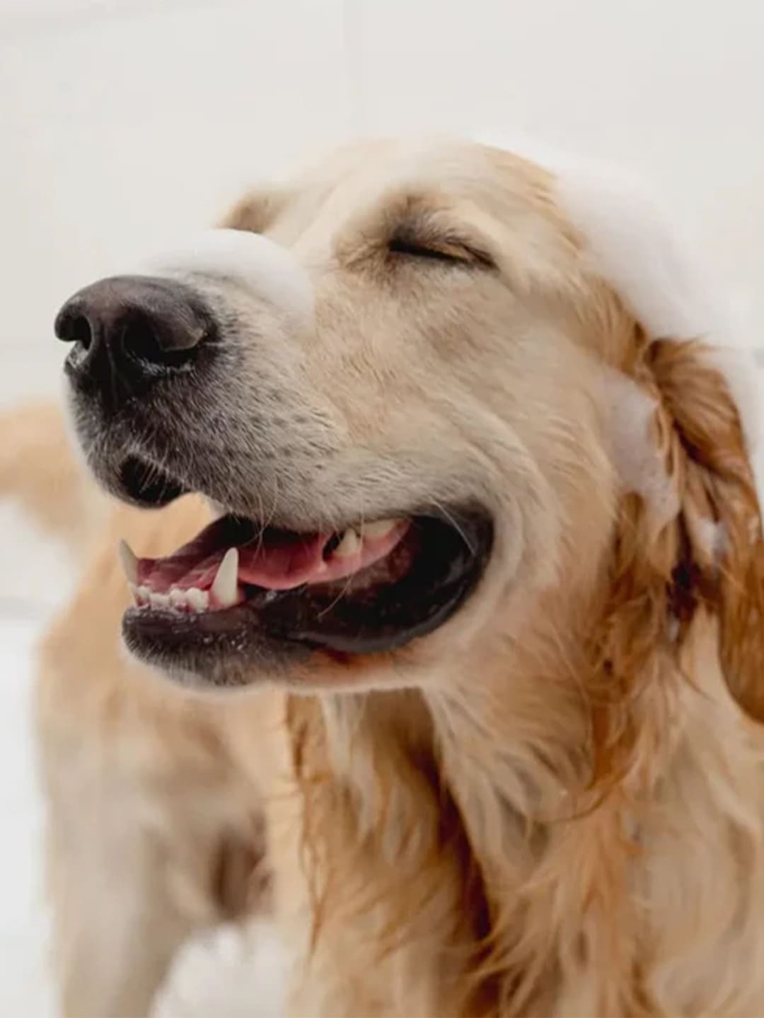 Golden Retriever’s Bath Routine Wins HeartsGolden Retriever’s Bath Routine Wins Hearts