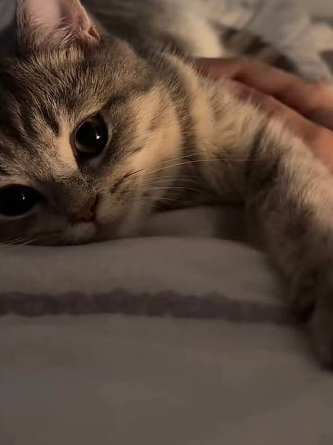 How-to-Find-a-Lost-Cat-Tips-From-a-Pet-Detective Luck