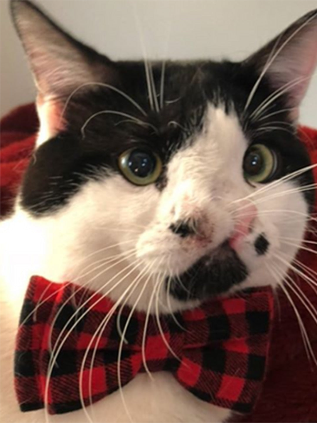 Cat-With-2-Noses-Was-Saved-From-Death-Row Luck