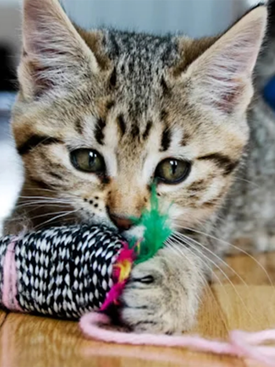 Kitten Teething: Everything You Need to Know