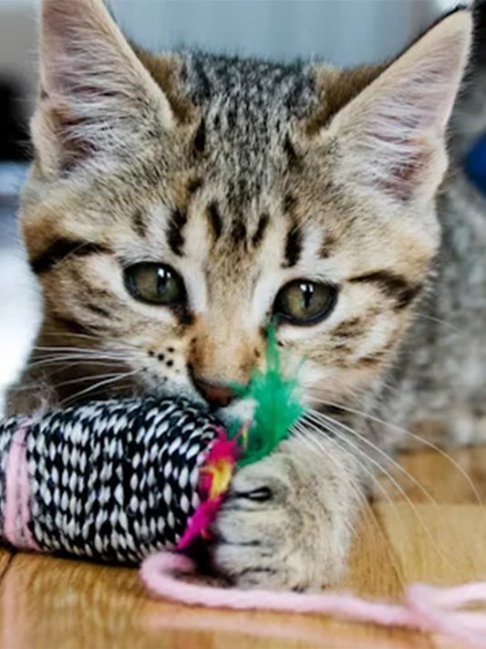 Kitten Teething: Everything You Need to Know