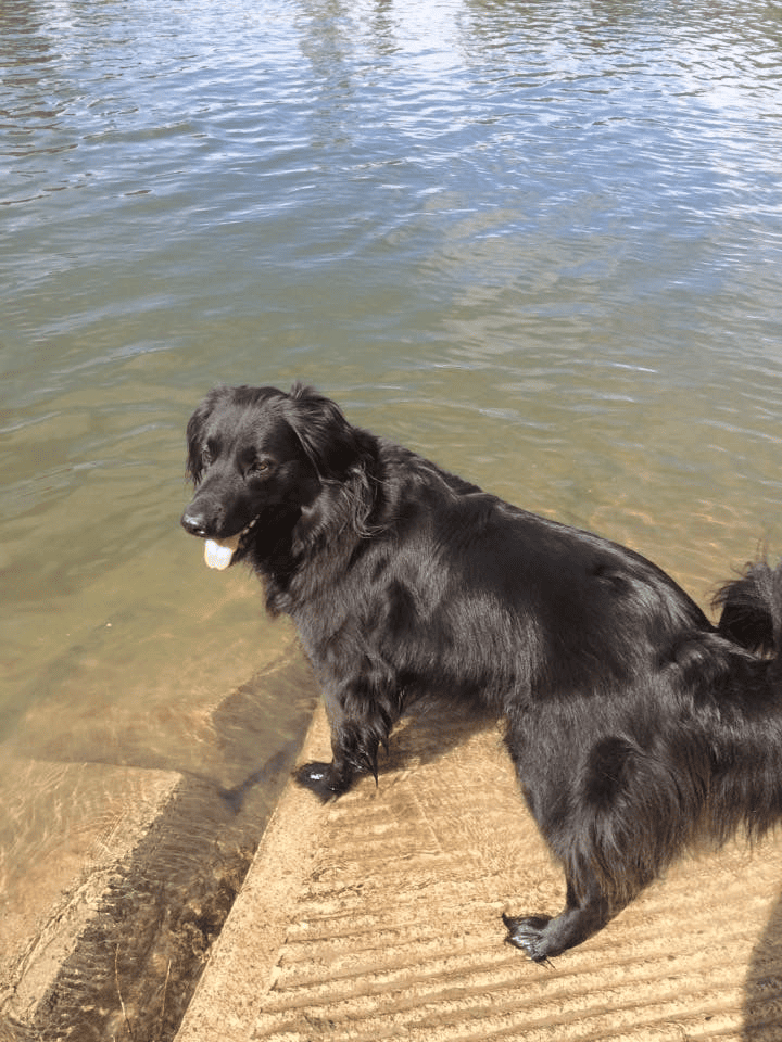 A black Labrador Retriever stands in clear lake water, its lower body partially submerged, tongue out, and eyes focused intently to one side. The water's surface is rippled, and the background shows a blurred shoreline.