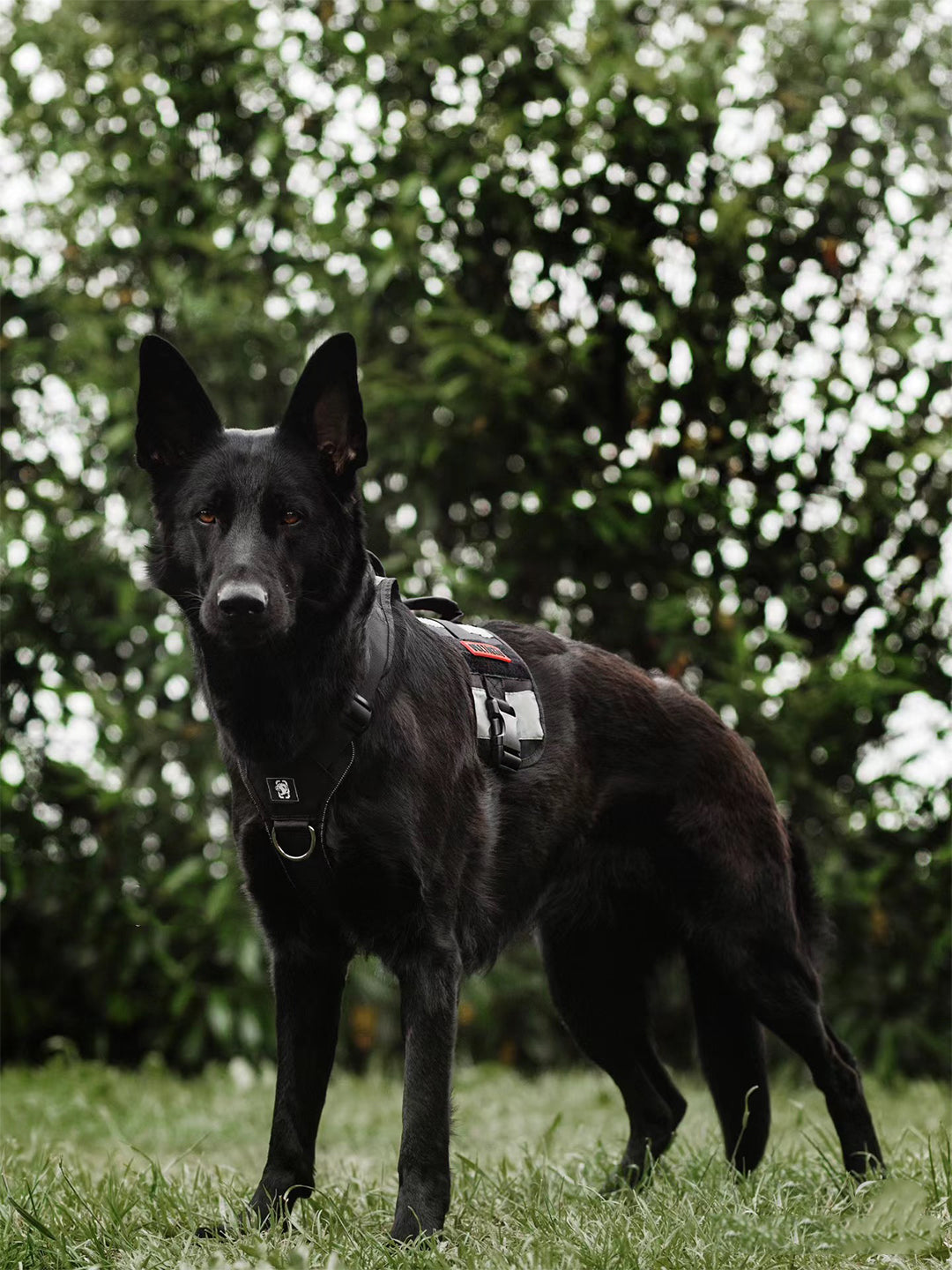 Bambam-s-Journey-of-Redemption-From-Fear-to-Trust-A-Miracle-Transformation Luck