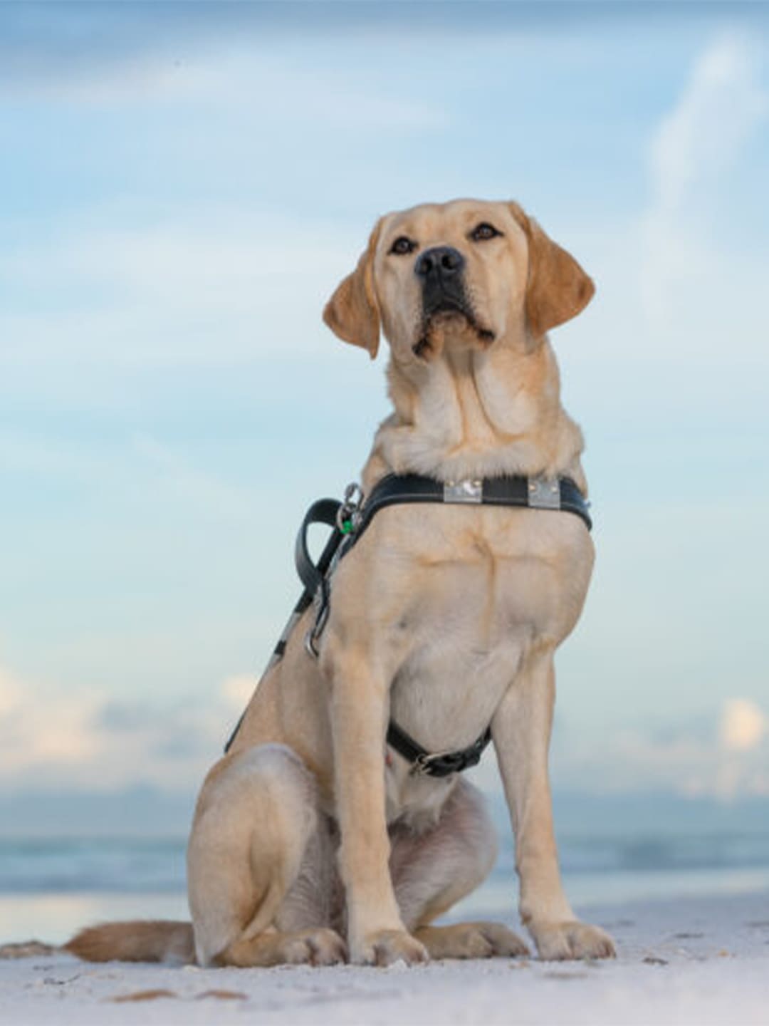 Keep Your Dog Safe in the Summer Heat