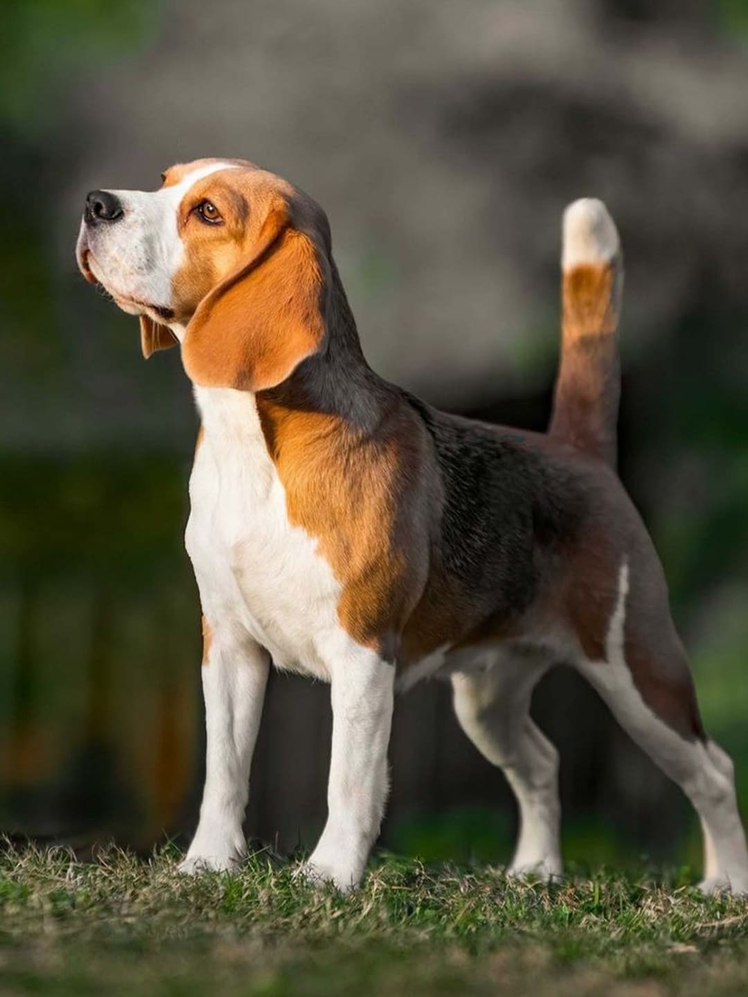 A beagle standing on the lawn