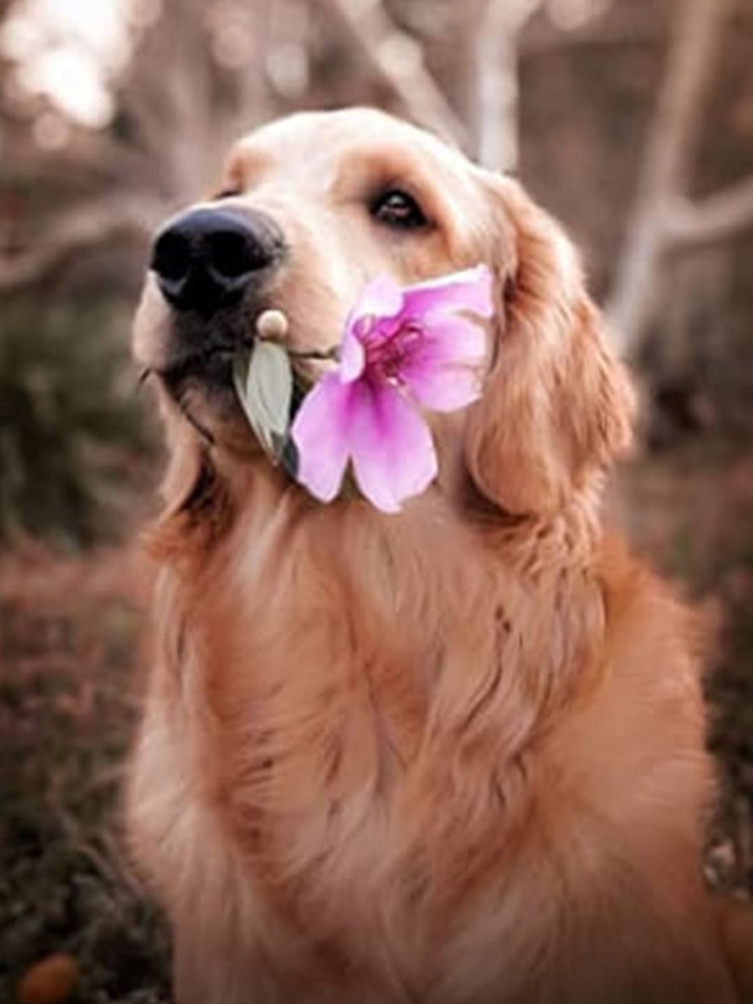 A lovely Golden Retriever gently holds a beautiful pink flower in its mouth, looking softly towards the viewer. The background is a softly blurred natural setting.