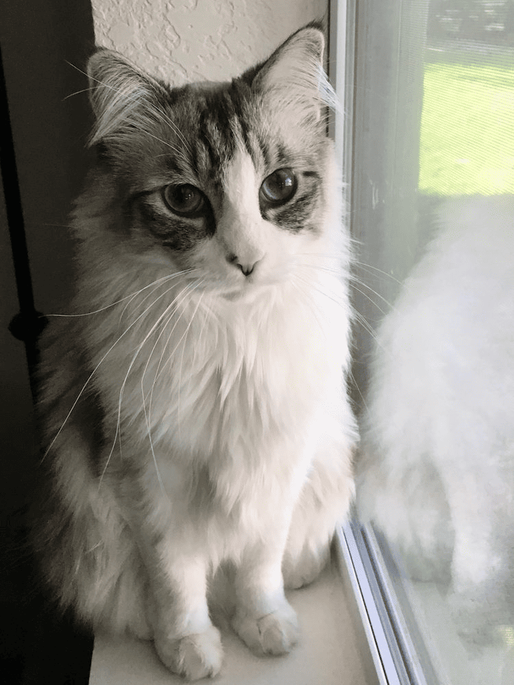 A cat crouching by the window