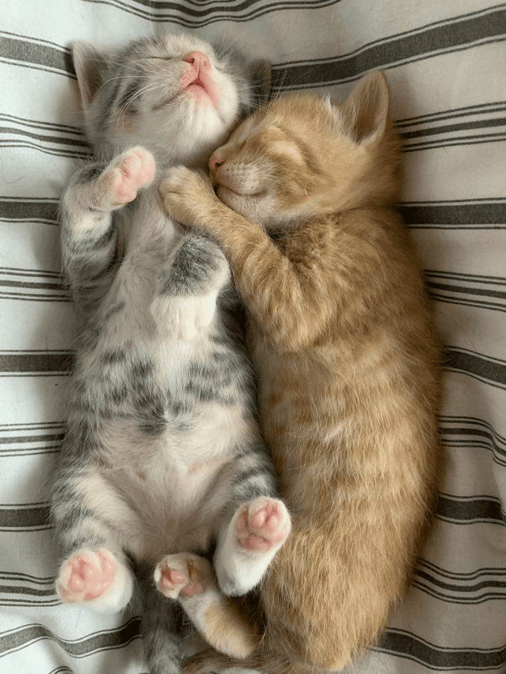 What-the-Heck-is-Kitten-Season-Anyway Luck