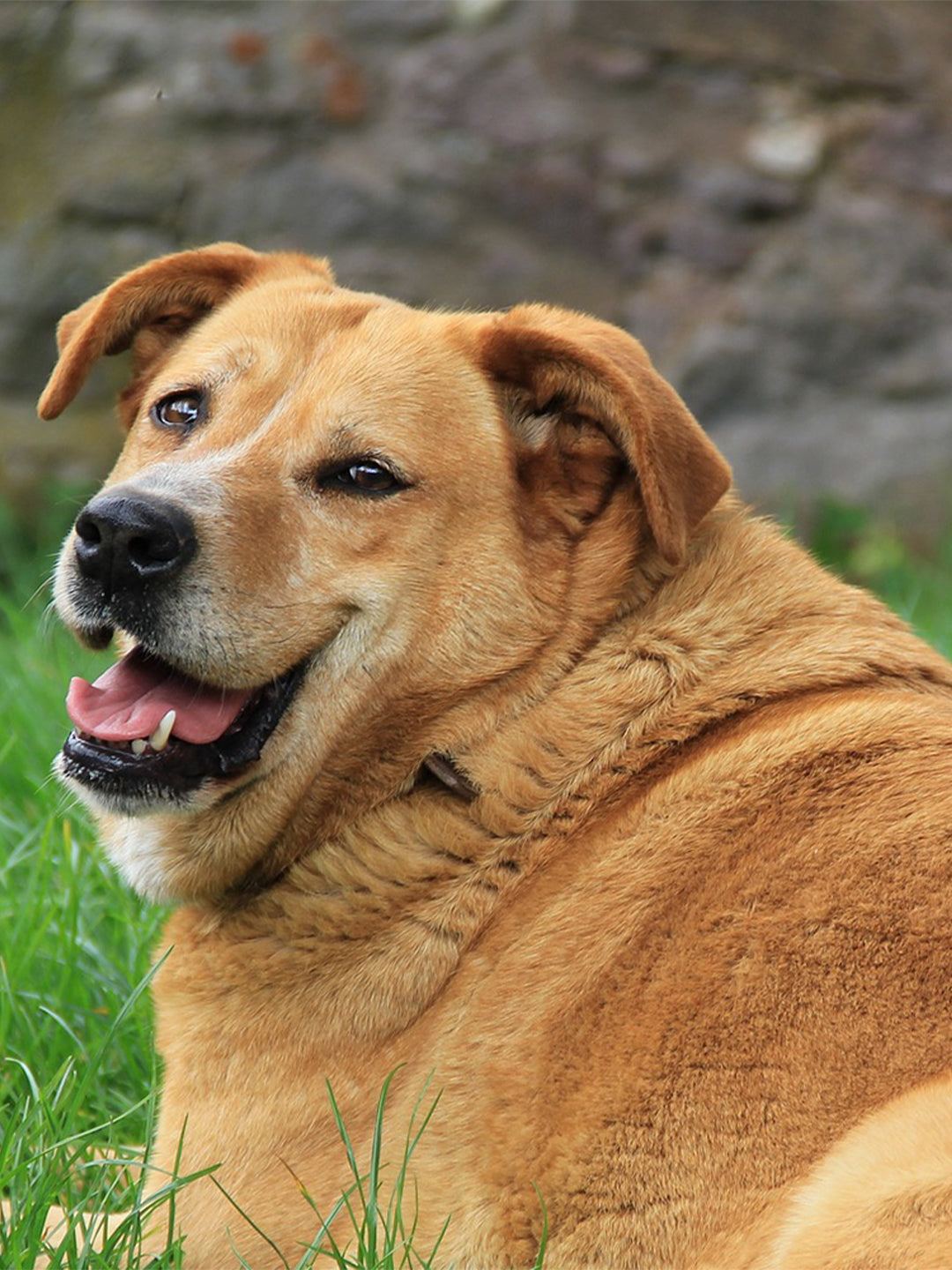 6-Dog-Weight-Loss-Tips-for-Shedding-That-Winter-Weight Luck