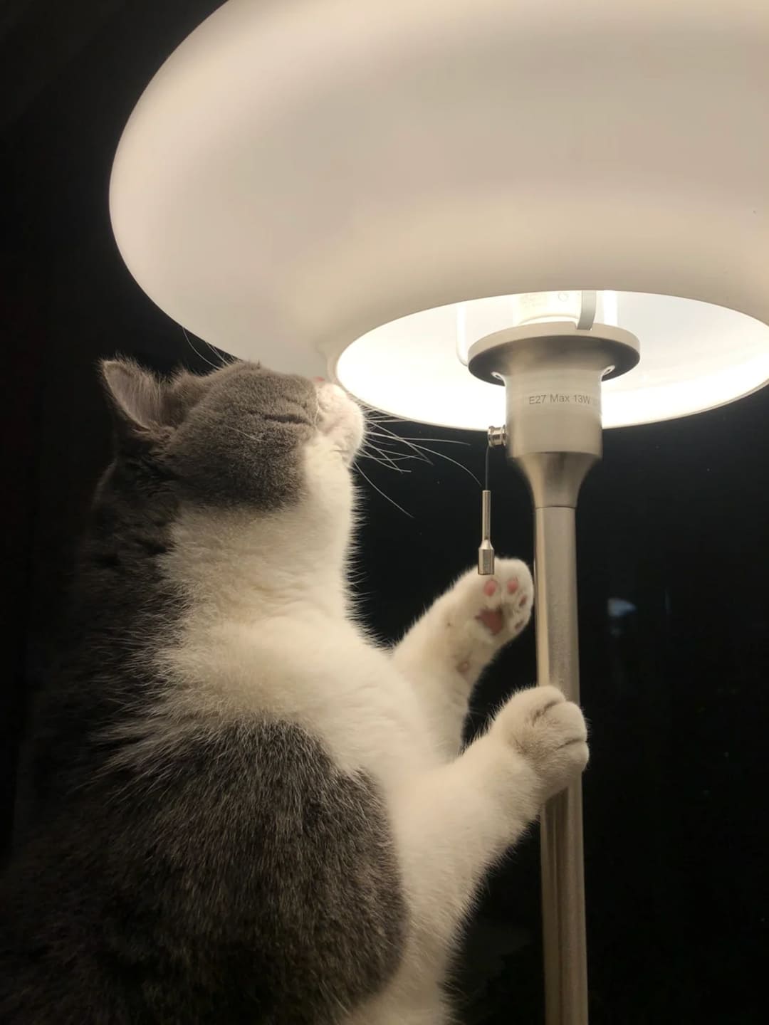 The-Transmission-of-Life-and-Love-The-Arrival-of-My-Daughter-and-the-Warm-Guardianship-of-Our-Old-Cat Luck