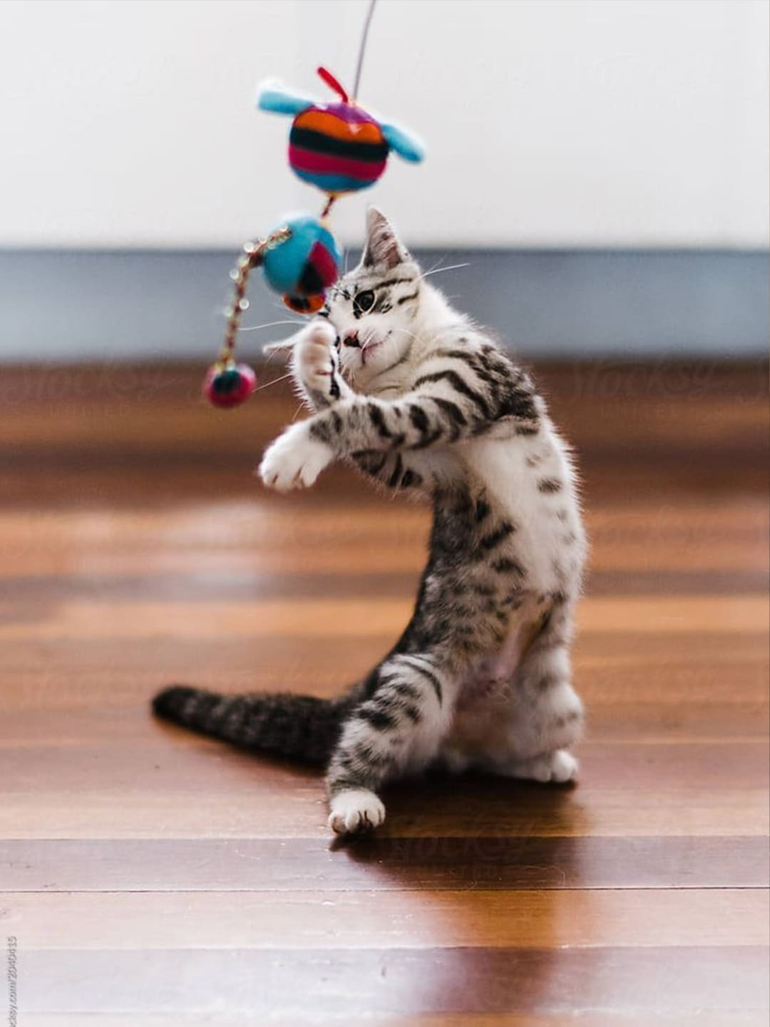 Playful kitten standing on hind legs, swatting a hanging toy — a heartwarming cat moment symbolizing joy, healing, and emotional support through pets. A perfect scene for emotional cat stories and kitten companionship narratives.