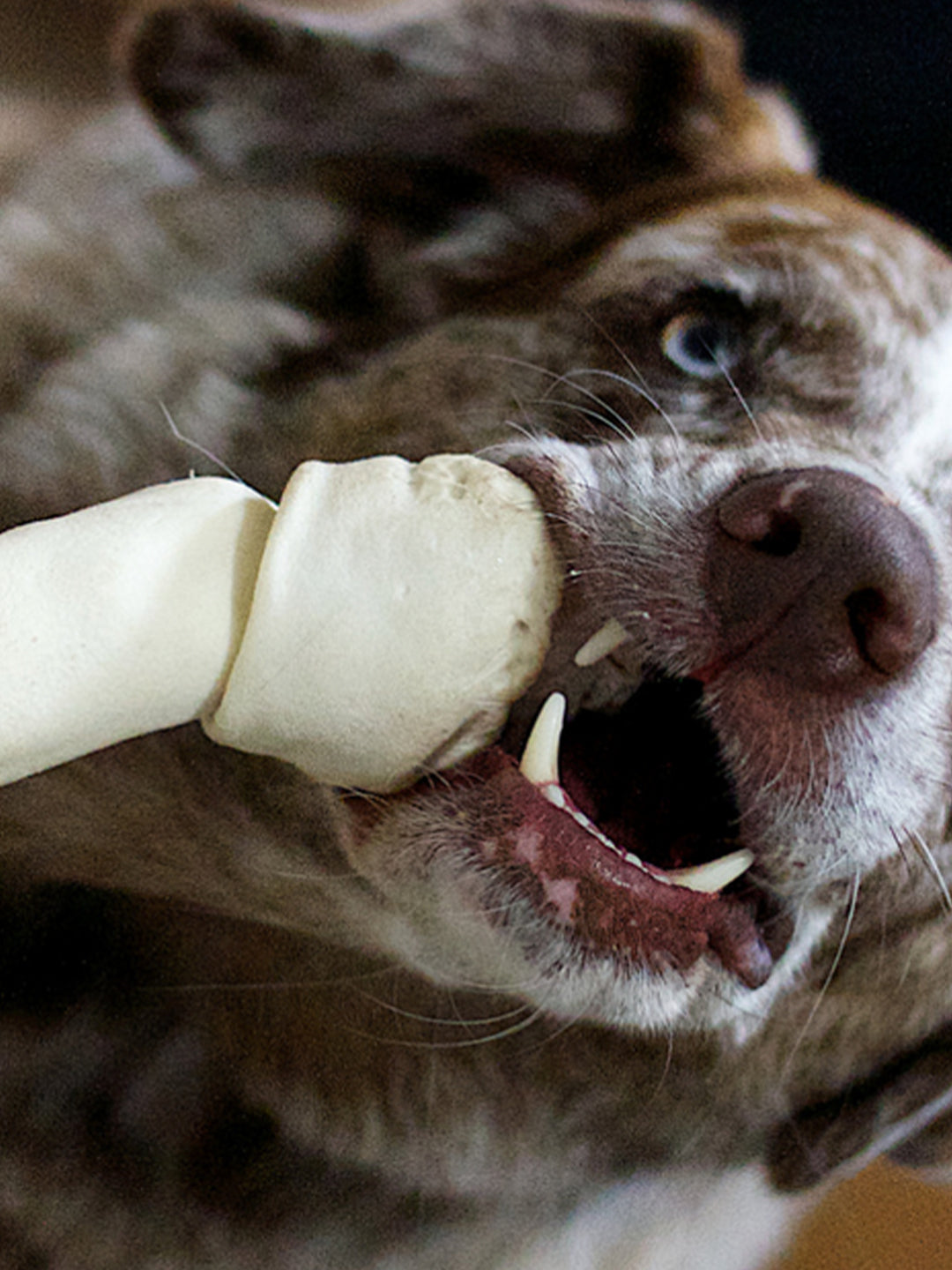 The Hard Truth About Rawhide Treats