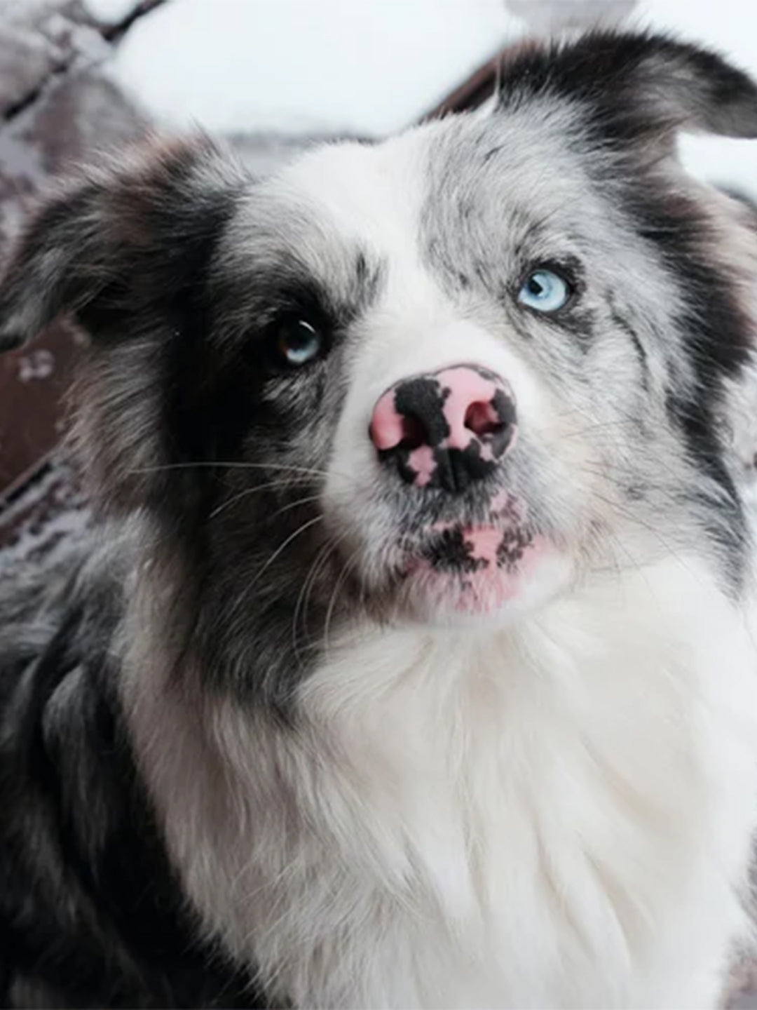 6-Cold-Weather-Pet-Care-Tips-To-Consider-This-Winter Luck