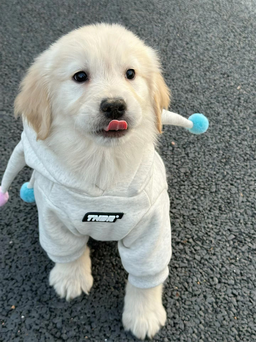 Bonds-in-Times-of-Crisis-The-Heartwarming-Story-of-Berry-and-Me Luck