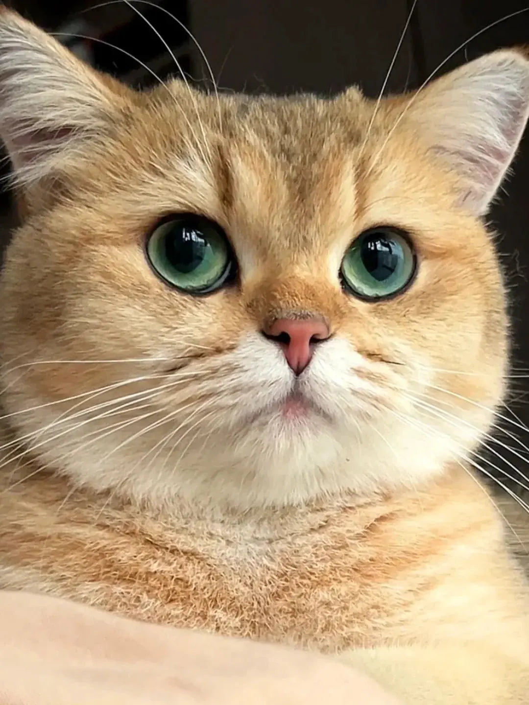 A-Warm-Encounter-at-Sunset-The-Heartwarming-Story-of-Sisi-and-A-Fu-s-Family Luck