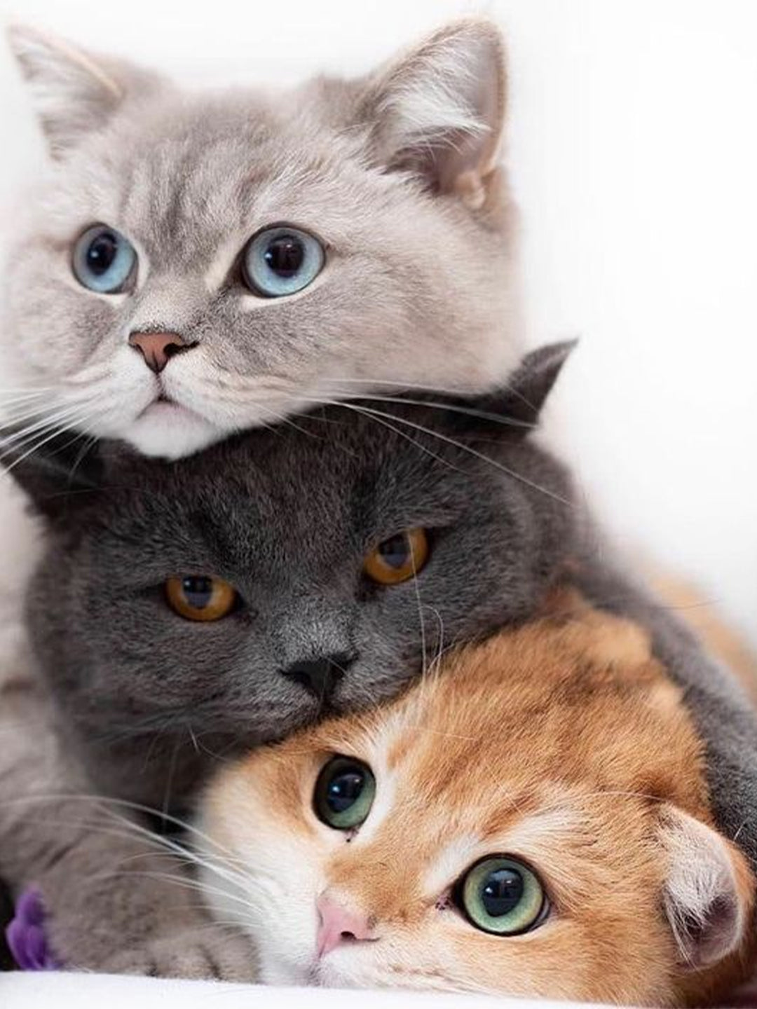 Feline-Canopy-of-Care-Pet-Appreciation-Week-Shelter-Spotlight Luck