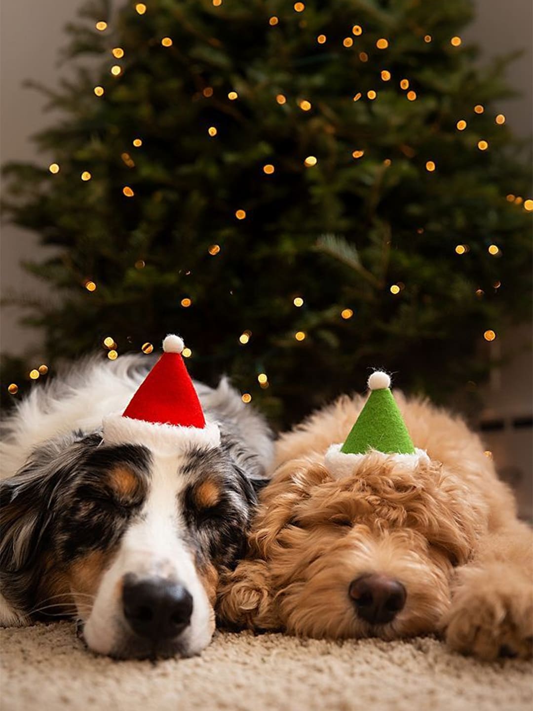 2025 Pet Trends & Custom Pet Portrait Gifts | pethandmade