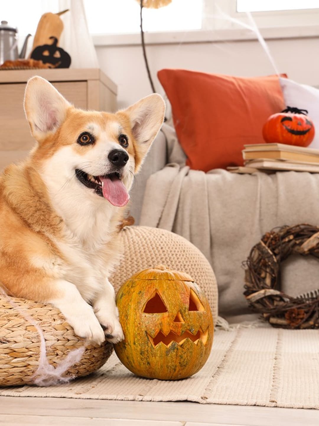 Do Pets Sense the Supernatural? True Creepy Animal Stories That Might Make You Believe