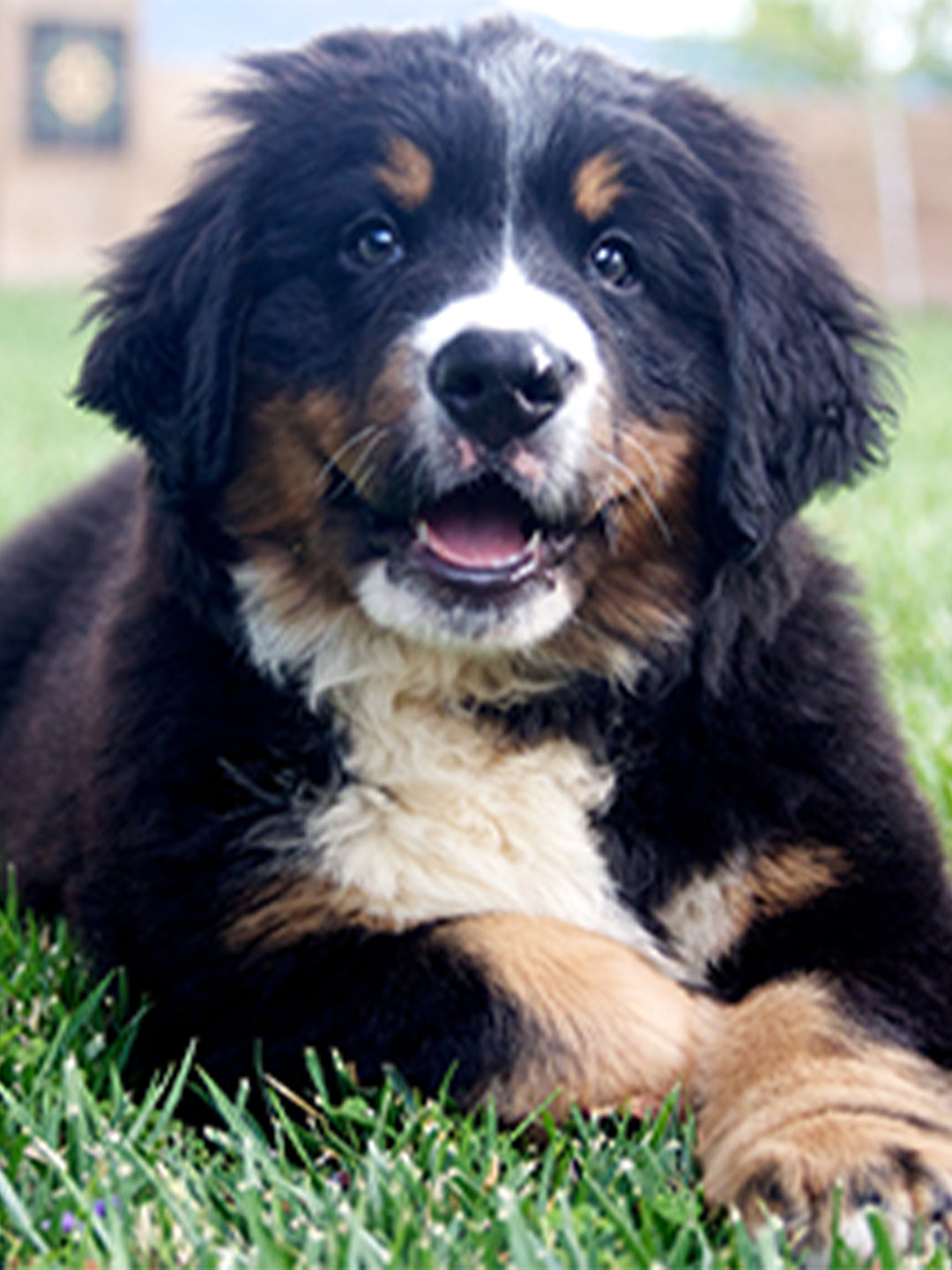 Choosing-the-Right-Dog Luck