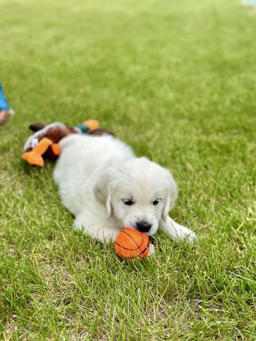 A cute white Goldendoodle puppy lies on lush green grass, with a small orange toy basketball in its mouth. A brown plush toy is also visible beside it.