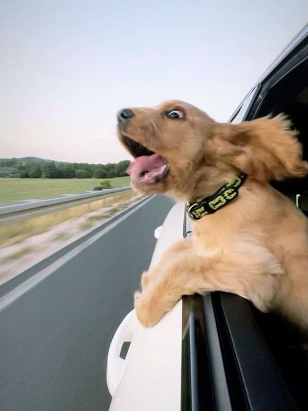Is-My-Dog-Happy-13-Telltale-Signs-Your-Dog-is-Happy Luck